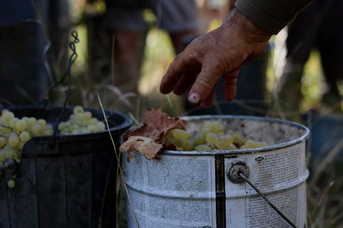 Picking the wine harvest in Georgia
